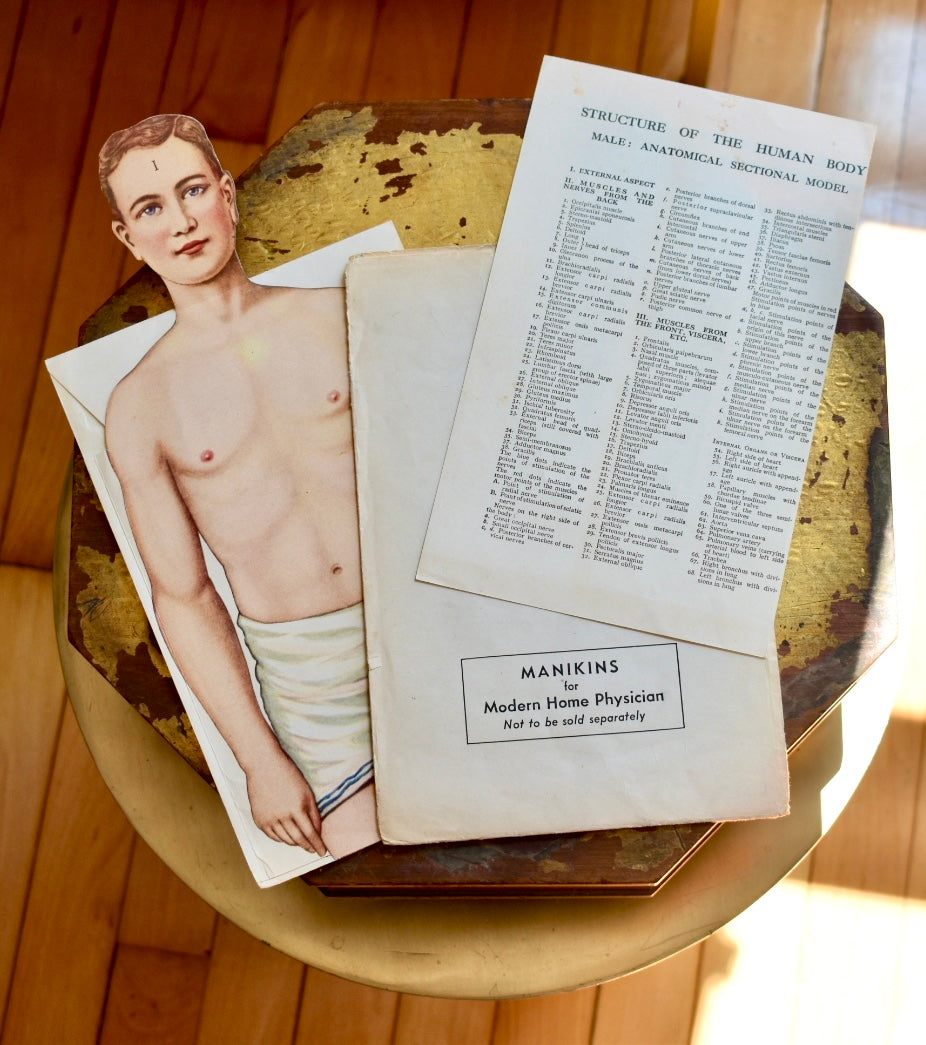 Anatomical Section Model