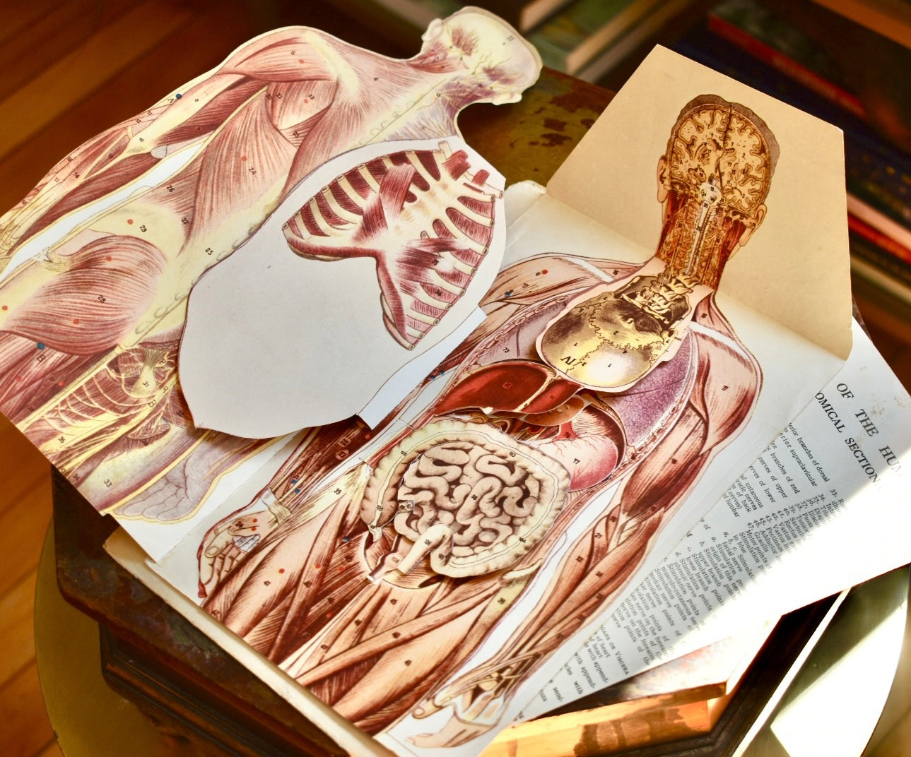 Anatomical Section Model